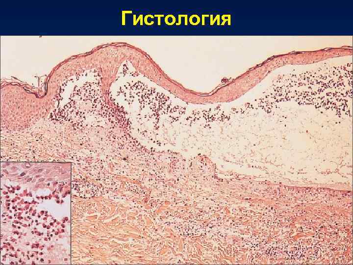 Гистология 
