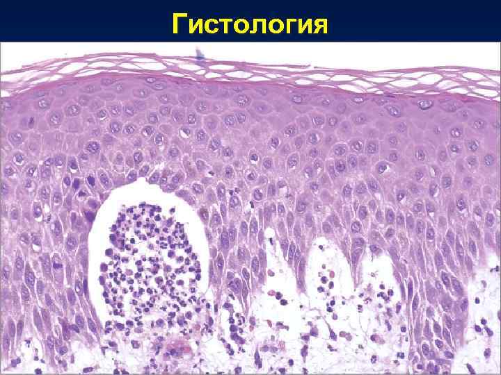 Гистология 