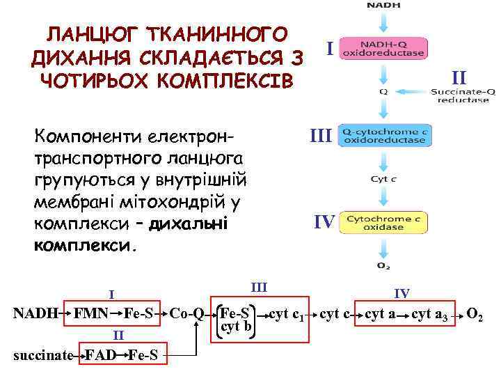 ЛАНЦЮГ ТКАНИННОГО ДИХАННЯ СКЛАДАЄТЬСЯ З ЧОТИРЬОХ КОМПЛЕКСІВ Компоненти електронтранспортного ланцюга групуються у внутрішній мембрані