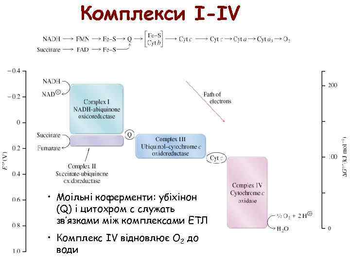 Комплекси I-IV • Моільні коферменти: убіхінон (Q) і цитохром с служать зв’язками між комплексами