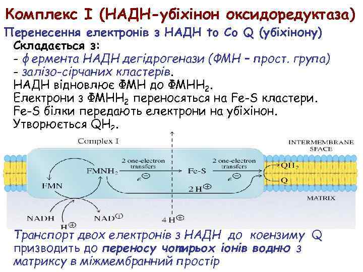 Комплекс I (НАДH-убіхінон оксидоредуктаза) Перенесення електронів з НАДH to Co Q (убіхінону) Складається з: