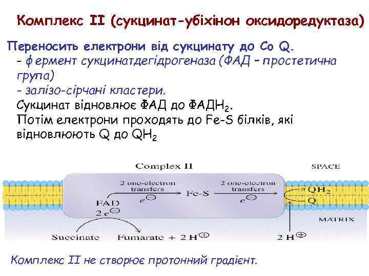 Комплекс II (сукцинат-убіхінон оксидоредуктаза) Переносить електрони від сукцинату до Co Q. - фермент сукцинатдегідрогеназа