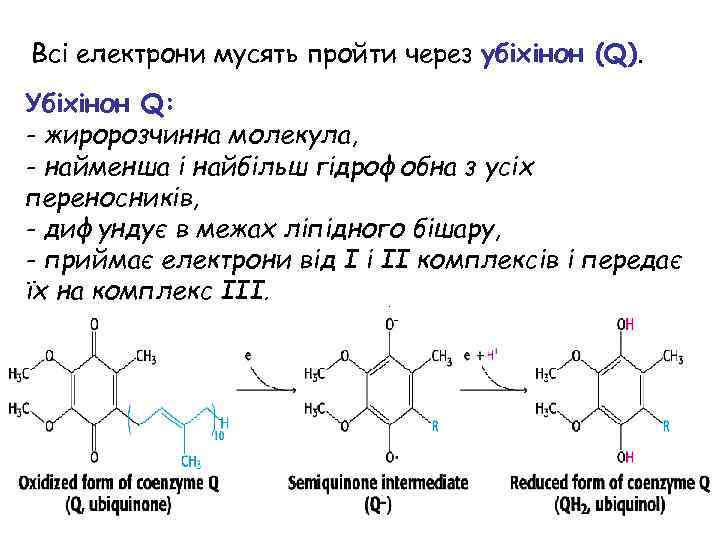Всі електрони мусять пройти через убіхінон (Q). Убіхінон Q: - жиророзчинна молекула, - найменша