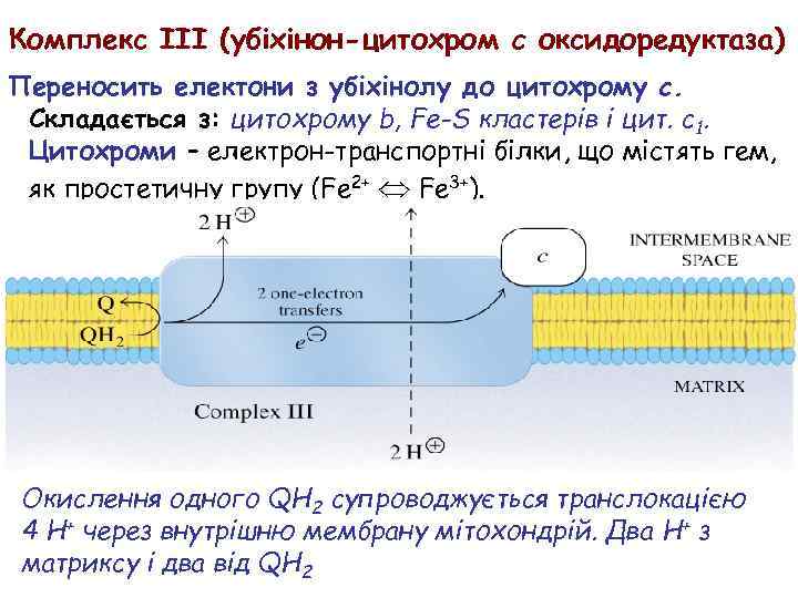 Комплекс III (убіхінон-цитохром c оксидоредуктаза) Переносить електони з убіхінолу до цитохрому c. Складається з: