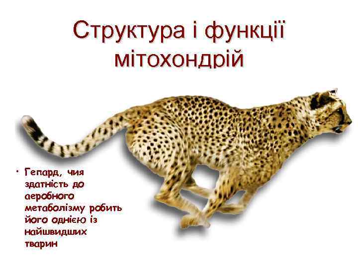 Структура і функції мітохондрій • Гепард, чия здатність до аеробного метаболізму робить його однією