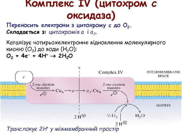 Комплекс IV (цитохром c оксидаза) Переносить електрони з цитохрому c до O 2. Складається