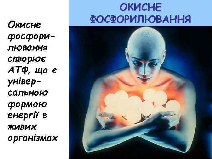 Окисне фосфорилювання створює АТФ, що є універсальною формою енергії в живих організмах ОКИСНЕ ФОСФОРИЛЮВАННЯ