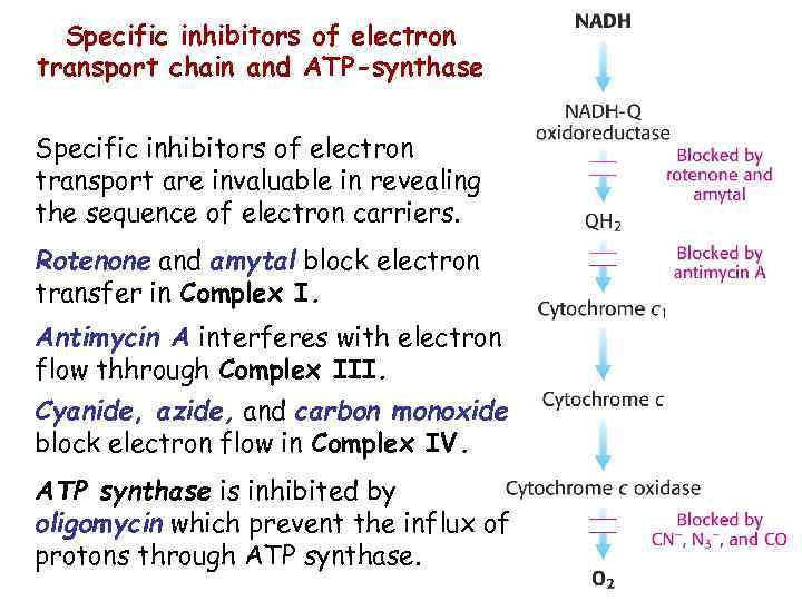 Specific inhibitors of electron transport chain and ATP-synthase Specific inhibitors of electron transport are