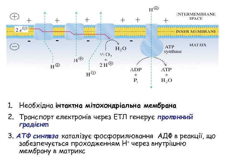+ + + - - - + + + - 1. Необхідна інтактна мітохондріальна