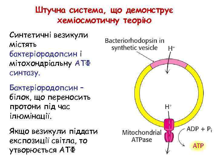 Штучна система, що демонструє хеміосмотичну теорію Синтетичні везикули містять бактеріородопсин і мітохондріальну АТФ синтазу.