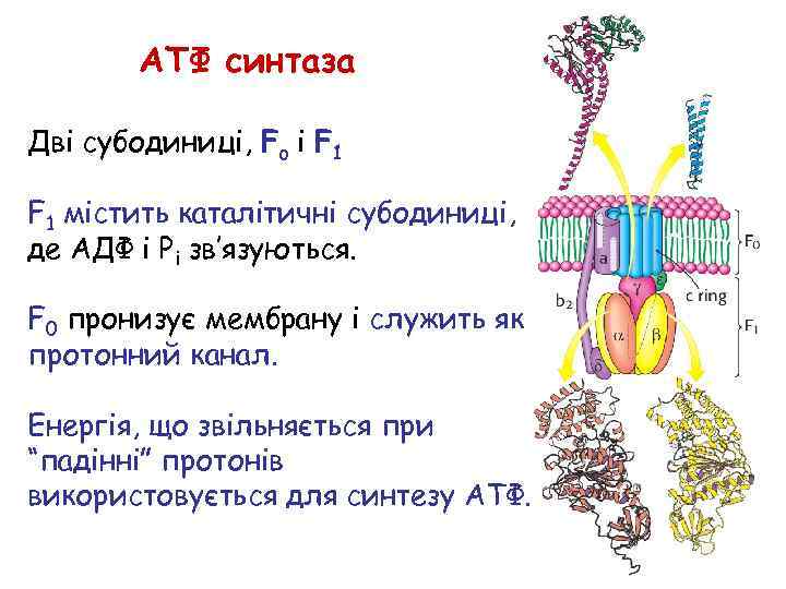 АТФ синтаза Дві субодиниці, Fo і F 1 містить каталітичні субодиниці, де АДФ і