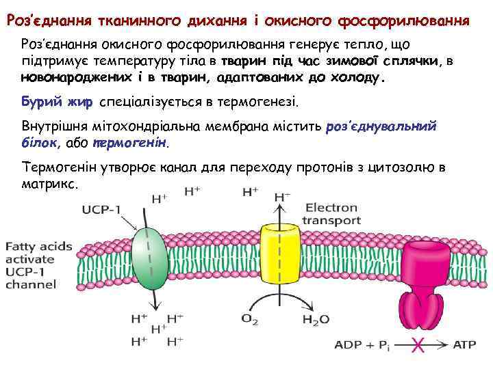 Роз’єднання тканинного дихання і окисного фосфорилювання Роз’єднання окисного фосфорилювання генерує тепло, що підтримує температуру