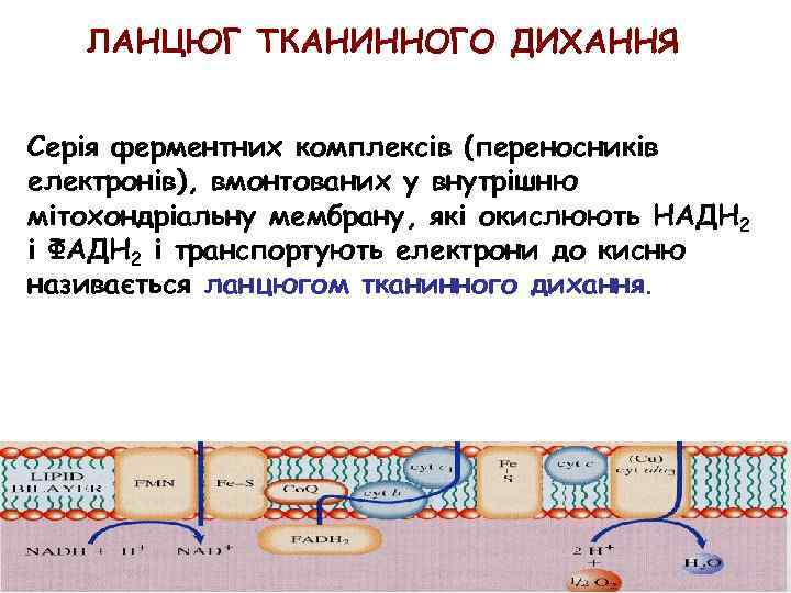ЛАНЦЮГ ТКАНИННОГО ДИХАННЯ Серія ферментних комплексів (переносників електронів), вмонтованих у внутрішню мітохондріальну мембрану, які