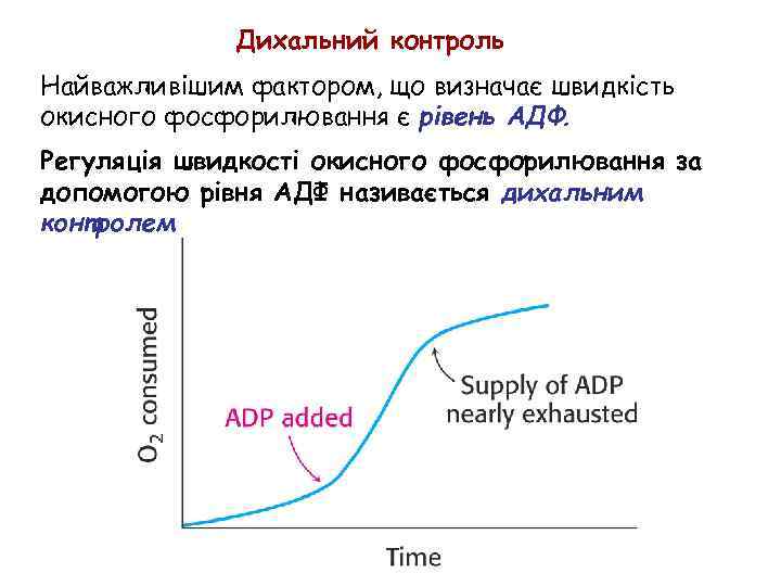 Дихальний контроль Найважливішим фактором, що визначає швидкість окисного фосфорилювання є рівень АДФ. Регуляція швидкості