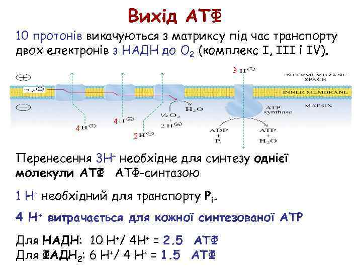 Вихід АТФ 10 протонів викачуються з матриксу під час транспорту двох електронів з НАДН
