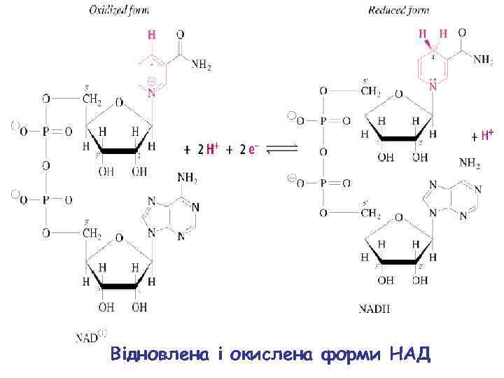 Схема над. Никотинамидадениндинуклеотид (над+ ), НАДФ+. Никотинамидный кофермент НАДН формула. Структура НАДФ окисленная и восстановленная. Никотинамидные коферменты структурная формула.