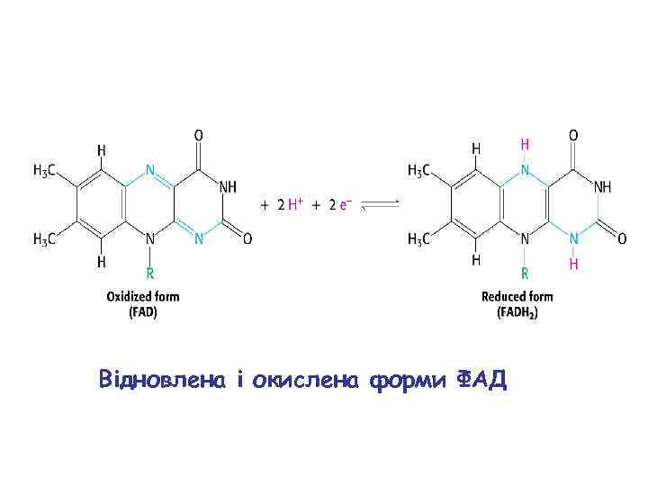 Відновлена і окислена форми ФАД 