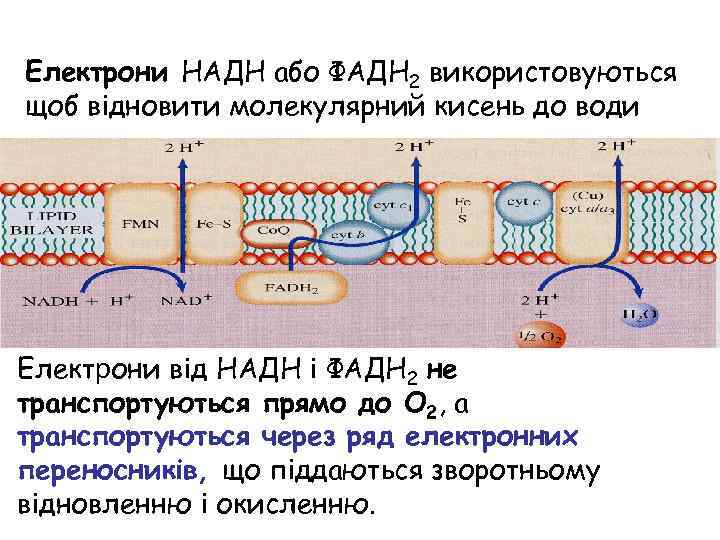 Електрони НАДН або ФАДH 2 використовуються щоб відновити молекулярний кисень до води Електрони від