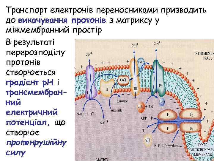 Транспорт електронів переносниками призводить до викачування протонів з матриксу у міжмембранний простір В результаті