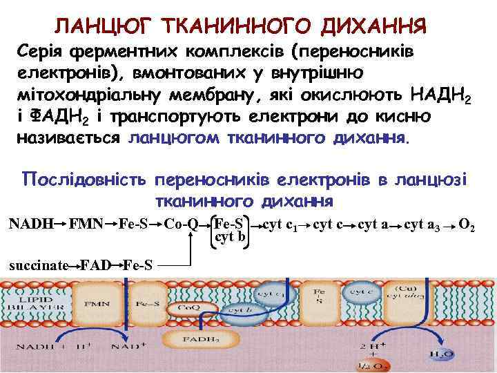 ЛАНЦЮГ ТКАНИННОГО ДИХАННЯ Серія ферментних комплексів (переносників електронів), вмонтованих у внутрішню мітохондріальну мембрану, які