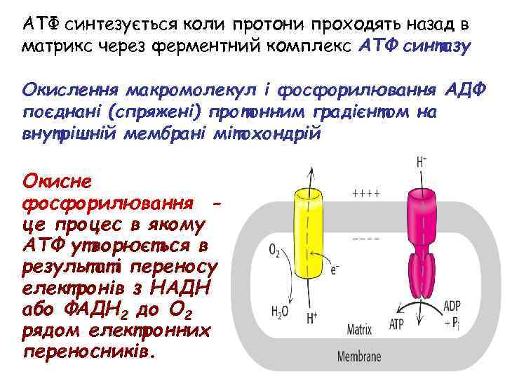 АТФ синтезується коли протони проходять назад в матрикс через ферментний комплекс АТФ синтазу Окислення