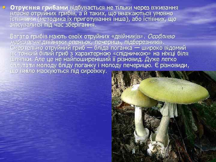  • Отруєння грибами відбувається не тільки через вживання власне отруйних грибів, а й