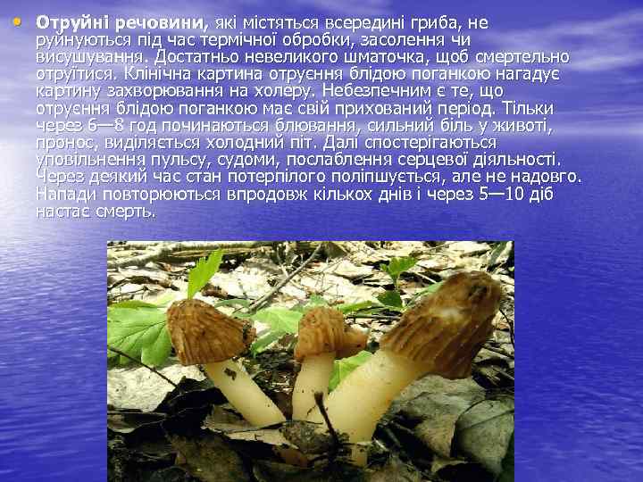  • Отруйні речовини, які містяться всередині гриба, не руйнуються під час термічної обробки,