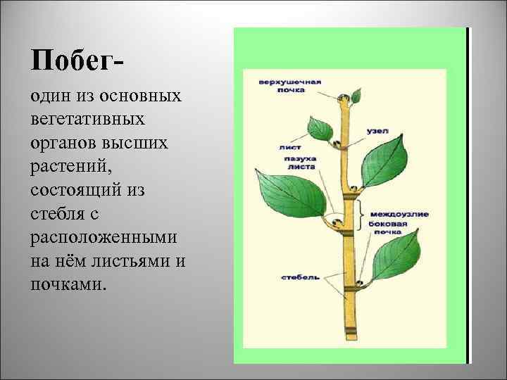 Побегодин из основных вегетативных органов высших растений, состоящий из стебля с расположенными на нём