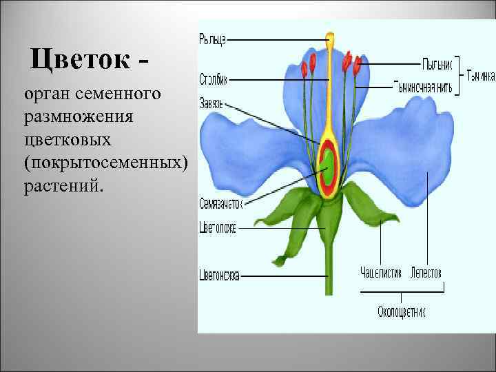 Цветок орган семенного размножения цветковых (покрытосеменных) растений. 