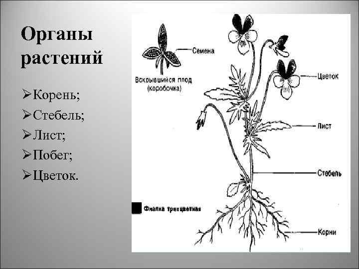 Органы растений ØКорень; ØСтебель; ØЛист; ØПобег; ØЦветок. 