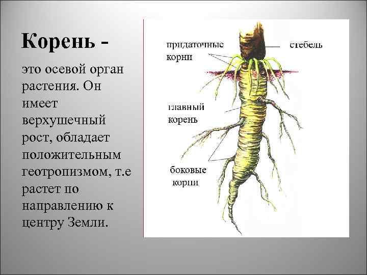 Корень это осевой орган растения. Он имеет верхушечный рост, обладает положительным геотропизмом, т. е