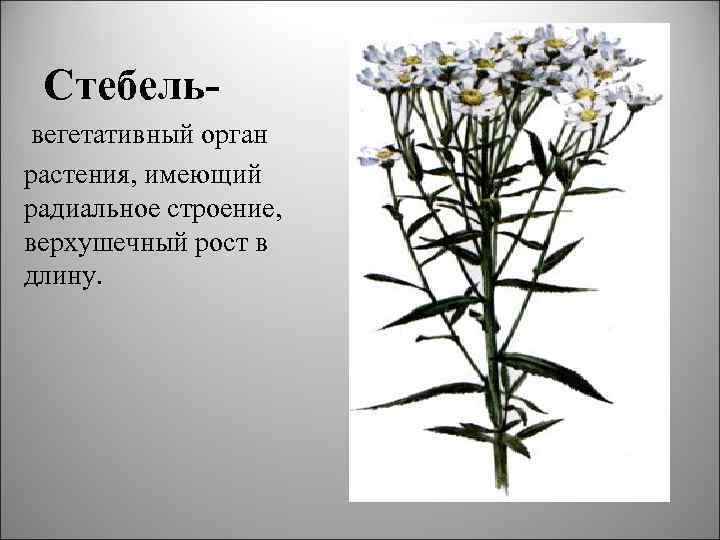 Стебельвегетативный орган растения, имеющий радиальное строение, верхушечный рост в длину. 