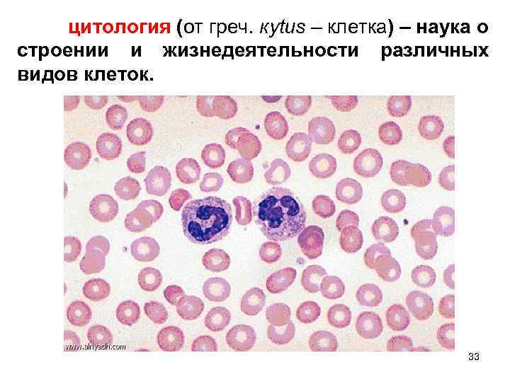 цитология (от греч. кytus – клетка) – наука о строении и жизнедеятельности различных видов