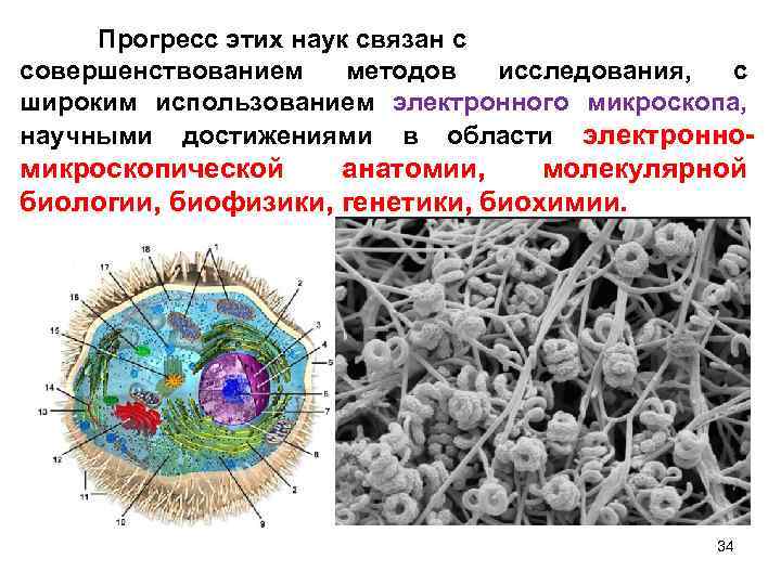 Прогресс этих наук связан с совершенствованием методов исследования, с широким использованием электронного микроскопа, научными