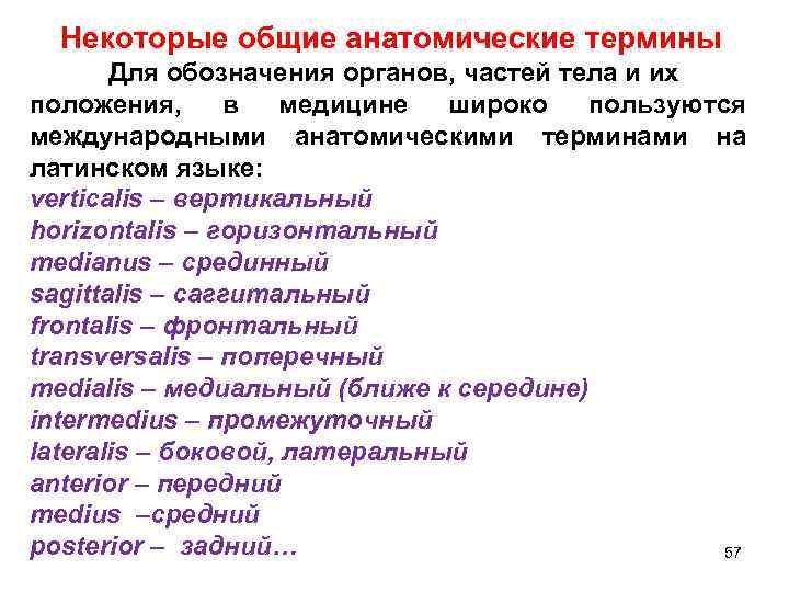 Некоторые общие анатомические термины Для обозначения органов, частей тела и их положения, в медицине