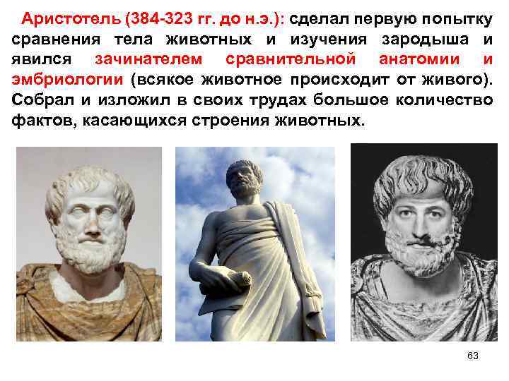 Аристотель (384 -323 гг. до н. э. ): сделал первую попытку сравнения тела животных