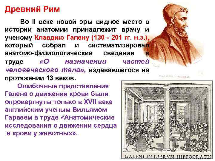 Древний Рим Во II веке новой эры видное место в истории анатомии принадлежит врачу