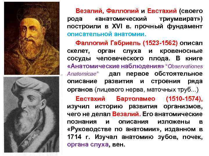 Везалий, Фаллопий и Евстахий (своего рода «анатомический триумвират» ) построили в XVI в. прочный