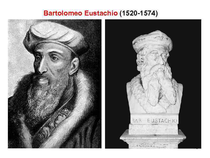 Bartolomeo Eustachio (1520 -1574) 76 