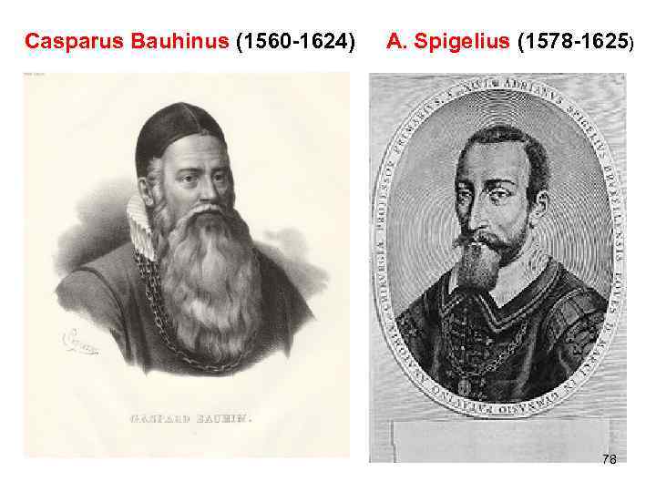 Casparus Bauhinus (1560 -1624) A. Spigelius (1578 -1625) 78 