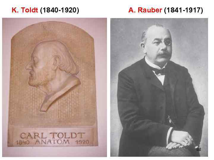  K. Toldt (1840 -1920) A. Rauber (1841 -1917) 88 