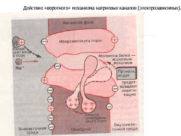 Действие «воротного» механизма натриевых каналов (электрозависимых). 