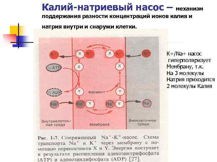 Калий-натриевый насос – механизм поддержания разности концентраций ионов калия и натрия внутри и снаружи