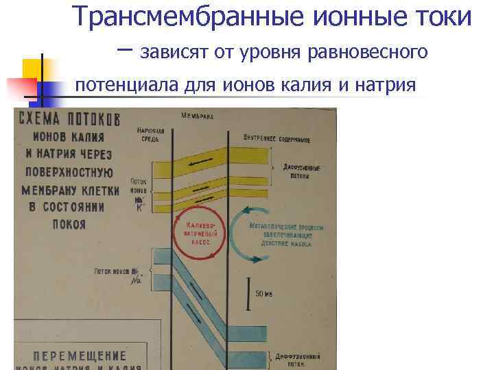 Трансмембранные ионные токи – зависят от уровня равновесного потенциала для ионов калия и натрия