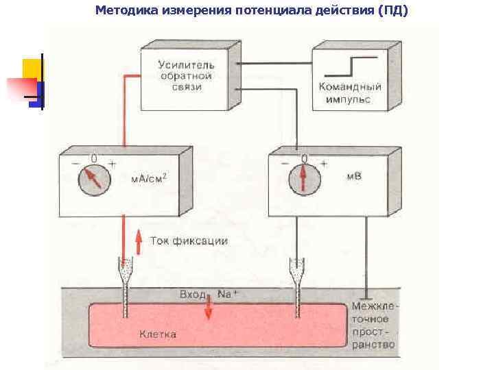 Методика измерения потенциала действия (ПД) 