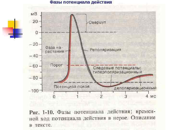 Фазы потенциала действия