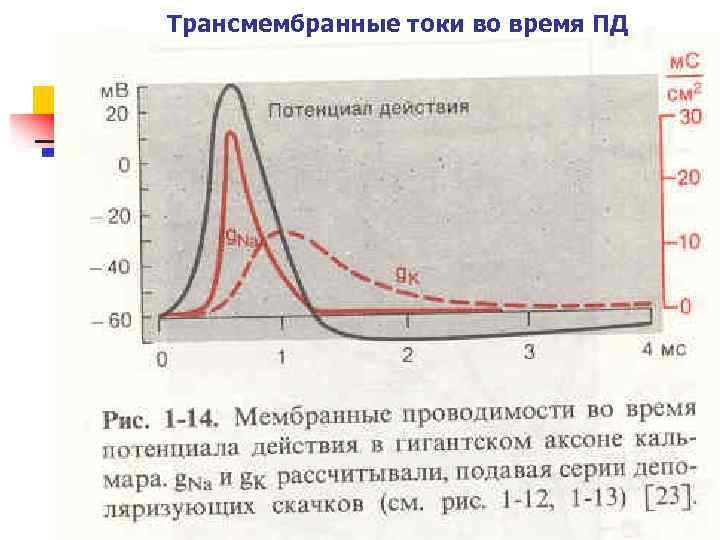 Трансмембранные токи во время ПД 