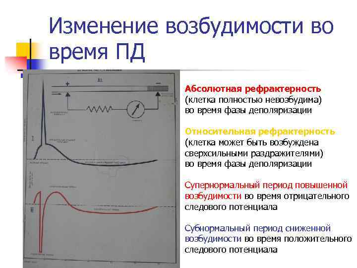 Изменение возбудимости во время ПД Абсолютная рефрактерность (клетка полностью невозбудима) во время фазы деполяризации