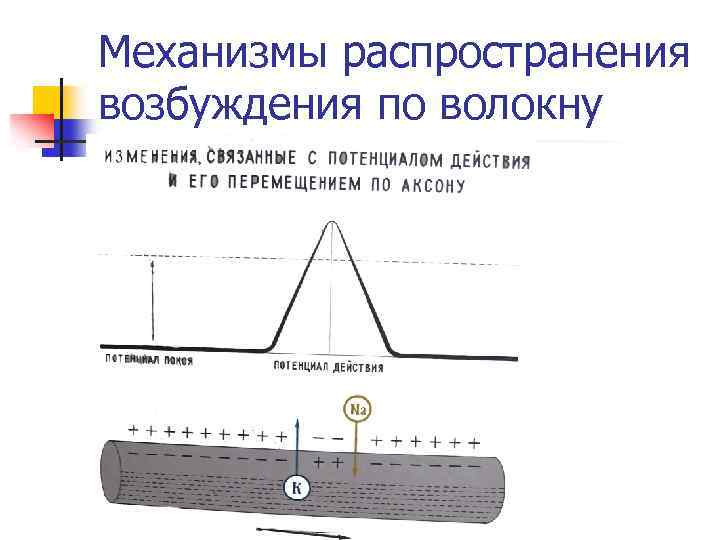 Механизмы распространения возбуждения по волокну 