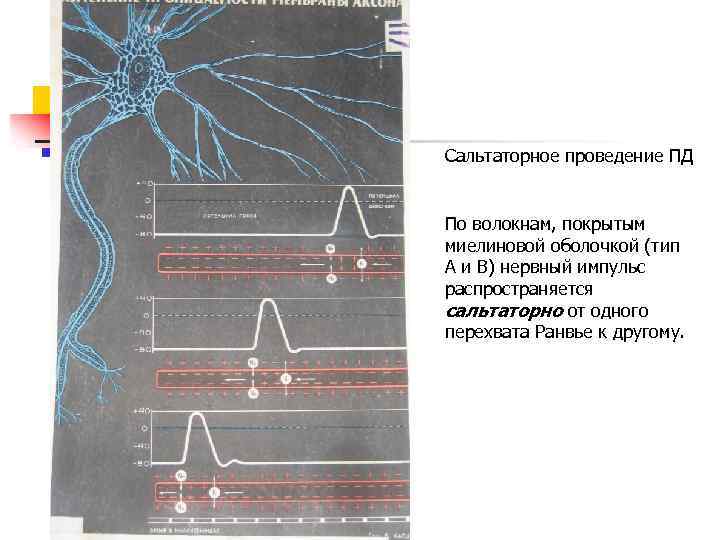 Сальтаторное проведение ПД По волокнам, покрытым миелиновой оболочкой (тип А и В) нервный импульс